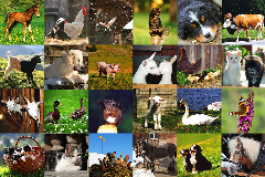 Alle-24-Tiere_web.png